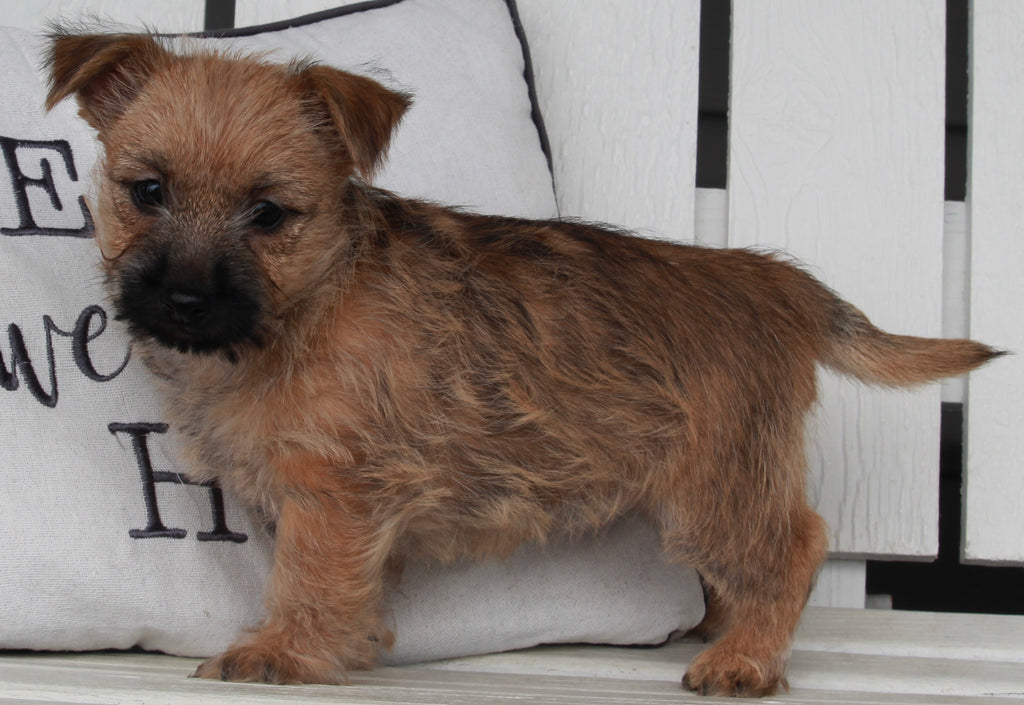 Cairn Terrier For Sale Millersburg OH Female Betsy AC Puppies LLC
