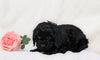 Cockapoo For Sale Millersburg, OH Female- Oreo