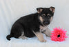 ACA Registered German Shepherd For Sale Millersburg, OH Female- Abby