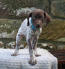 AKC Registered German Shorthaired Pointer For Sale Fredericksburg OH Male-Riley