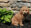 Mini Goldendoodle For Sale Sugarcreek OH Female-Eden