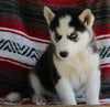 Siberian Husky For Sale Fredericksburg OH Male-Jupiter
