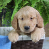 AKC Registered Golden Retriever For Sale Shreve OH Male-Carl
