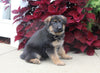 AKC Registered German Shepard For Sale Millersburg OH Male-Noah