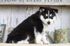 AKC Registered Siberian Husky For Sale Millersburg, OH Male- Jack