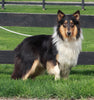 AKC Registered Collie Lassie For Sale Fredricksburg OH Female-Lana