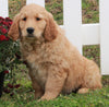 AKC Registered Golden Retriever For Sale Fredericksburg OH Female-Basil