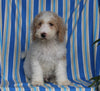 F1BB Mini Labradoodle For Sale Millersburg OH Male-Edward