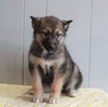 German Shepherd/ Siberian Husky Mix For Sale Millersburg, OH Female- Maggie