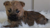 AKC Registered Cairn Terrier For Sale Millersburg OH -Male Riley