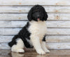 AKC Registered Standerd Poodle For Sale Millersburg OH Female-Missy