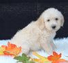 Medium F1B Labradoodle For Sale Millersburg OH Female-Hope