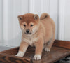 AKC Registered Shiba Inu For Sale Millersburg, OH Male- Mack