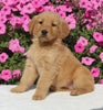 AKC Registered Golden Retriever For Sale Millersburg OH Female-Harper