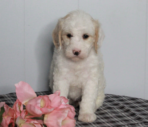 F1B Labradoodle For Sale Millersburg, OH Female- Bonnie