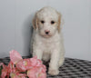 F1B Labradoodle For Sale Millersburg, OH Female- Bonnie
