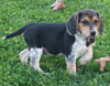 Beagle For Sale Sugarcreek OH Male-Snoopy
