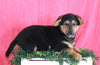 Welsh Corgi Mix For Sale Millersburg OH Male- Cummins