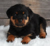 ACK Registered Rottweiler For Sale Applecreek OH -Male Miles