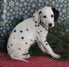 Dalmation For Sale Millersburg OH Female-Miracle