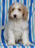 F1BB Mini Labradoodle For Sale Millersburg OH Male-Edward