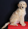Medium F1B Labradoodle For Sale Millersburg OH Male-Hayden