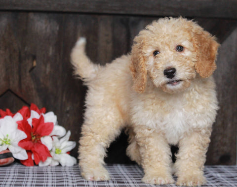 Mini F1BB Labradoodle For Sale Millersburg, OH Female- Zora