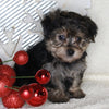 Yorkie-poo For Sale Millersburg OH Male-Mickie
