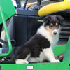 AKC Registered Collie Lassie For Sale Fredericksburg OH Female-Bella