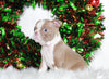AKC Registered Boston Terrier For Sale Wooster, OH Male- Max