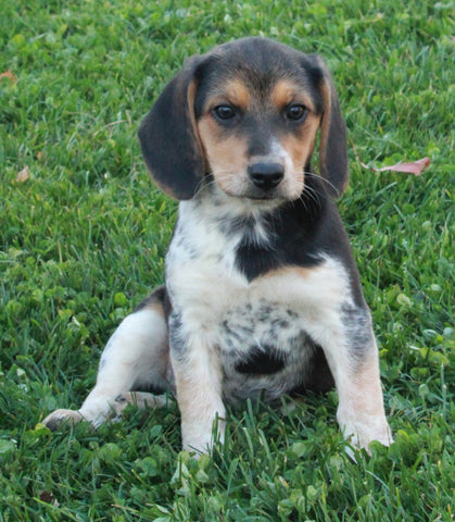 Beagle For Sale Sugarcreek OH Male-Snoopy