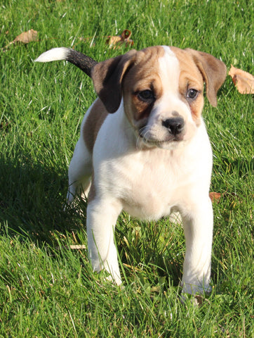 Beagle Mix For Sale Sugarcreek OH Male-Milo
