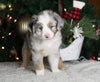 Mini Australian Shepherd For Sale Orrville OH Male-Rebel