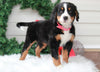 AKC Registered Bernese Mountain Dog For Sale Sugarcreek, OH Female- Sugar