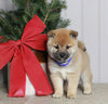 AKC Registered Shiba Inu For Sale Dundee OH Male-Toby