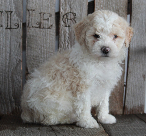 AKC Registered Moyen Poodle For Sale Wooster OH Male- Frankie