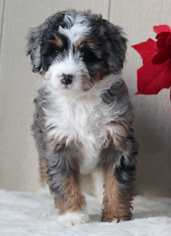 Mini Bernedoodle For Sale Millersburg OH Female-Loretta