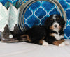 Bernedoodle For Sale Sugarcreek OH Female-Chloe