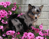 Pomsky For Sale Holmesville OH Male-Logan