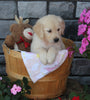 AKC Registered Golden Retriever For Sale Brinkhaven OH Female-Luna