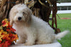 F1BB Mini Labradoodle For Sale Millersburg OH Male-Easton