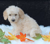 Medium F1B Labradoodle For Sale Millersburg OH Female-Hope