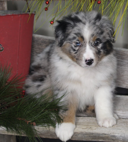 Australian Shepherd For Sale Shreve OH Female-Bluemoon Sundae