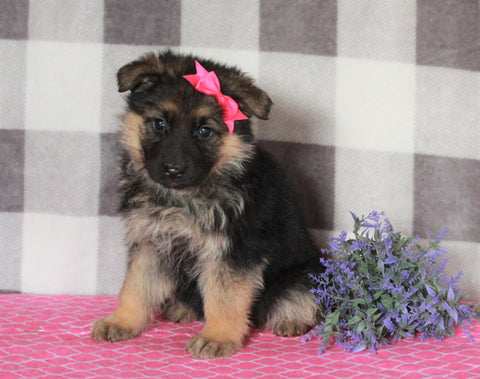 AKC Registered German Shepherd For Sale Millersburg, OH Female- Monica
