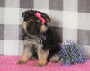 AKC Registered German Shepherd For Sale Millersburg, OH Female- Monica