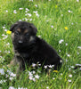 AKC Registered German Shepherd For Sale Millersburg OH Female-Megan