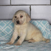 AKC Registered Labrador Retreiver For Sale Sugarcreek OH Male- Rocky