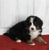 AKC Registered Bernese Mountain Dog For Sale Millersburg OH Male-Moose