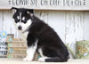 AKC Registered Siberian Husky For Sale Millersburg, OH Male- Jack