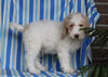 F1BB Mini Labradoodle For Sale Millersburg OH Male-Edward